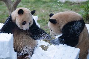 Giant Pandas Play with Snow in CHongqing Zoo