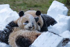 Giant Pandas Play with Snow in CHongqing Zoo