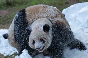 Giant Pandas Play with Snow in CHongqing Zoo