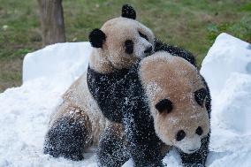 Giant Pandas Play with Snow in CHongqing Zoo