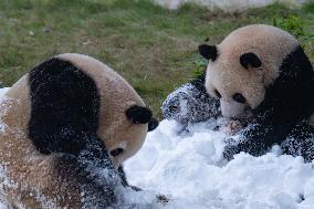 Giant Pandas Play with Snow in CHongqing Zoo