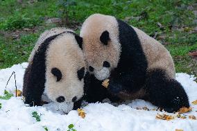 Giant Pandas Play with Snow in CHongqing Zoo