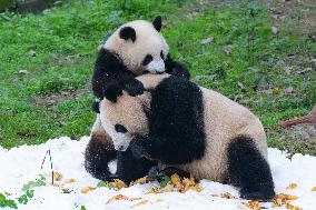 Giant Pandas Play with Snow in CHongqing Zoo