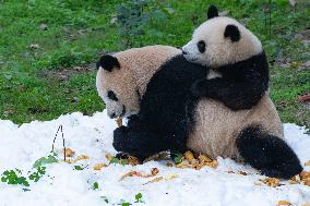 Giant Pandas Play with Snow in CHongqing Zoo