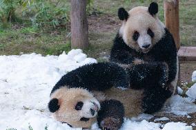 Giant Pandas Play with Snow in CHongqing Zoo