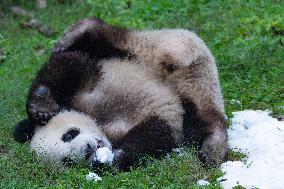 Giant Pandas Play with Snow in CHongqing Zoo