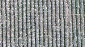 An Orange Orchard Covered With Agricultural Film to Cope With Low Temperature Weather in Liuzhou