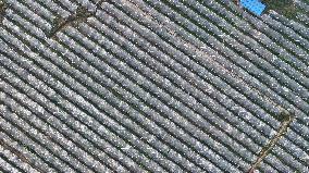 An Orange Orchard Covered With Agricultural Film to Cope With Low Temperature Weather in Liuzhou