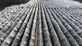 An Orange Orchard Covered With Agricultural Film to Cope With Low Temperature Weather in Liuzhou