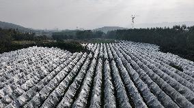 An Orange Orchard Covered With Agricultural Film to Cope With Low Temperature Weather in Liuzhou