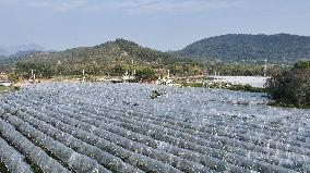 An Orange Orchard Covered With Agricultural Film to Cope With Low Temperature Weather in Liuzhou