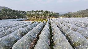 An Orange Orchard Covered With Agricultural Film to Cope With Low Temperature Weather in Liuzhou