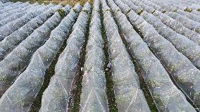 An Orange Orchard Covered With Agricultural Film to Cope With Low Temperature Weather in Liuzhou