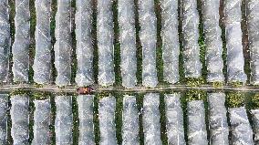 An Orange Orchard Covered With Agricultural Film to Cope With Low Temperature Weather in Liuzhou