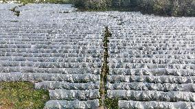 An Orange Orchard Covered With Agricultural Film to Cope With Low Temperature Weather in Liuzhou