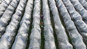 An Orange Orchard Covered With Agricultural Film to Cope With Low Temperature Weather in Liuzhou