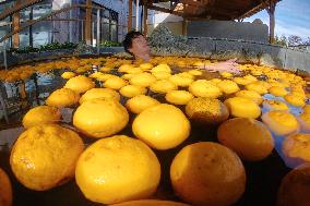 Yuzu bathing in Fukushima Pref.