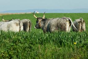 Podolica Cattle Grazing In The Fields Of Capitanata