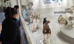 An Interactive Pet Experience Pavilion in Shanghai