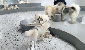 An Interactive Pet Experience Pavilion in Shanghai