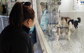 An Interactive Pet Experience Pavilion in Shanghai