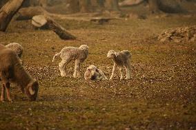 Srinagar Records Lowest Temperature At Minus 8.5 Degrees Celcius In The Last 133 Years As Harshest Winter Period 'Chillai Kalan'