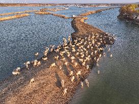 Elks In Dafeng District of Yancheng City - China