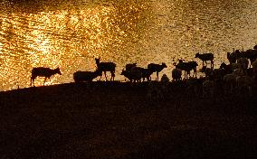 Elks In Dafeng District of Yancheng City - China