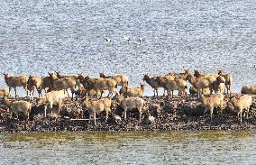 Elks In Dafeng District of Yancheng City - China