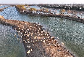 Elks In Dafeng District of Yancheng City - China