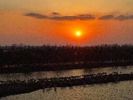 Elks In Dafeng District of Yancheng City - China