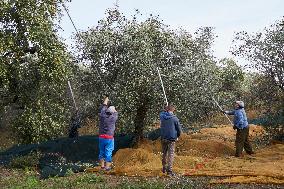 Traditional Olive Harvesting In Apulia, Italy