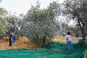 Traditional Olive Harvesting In Apulia, Italy