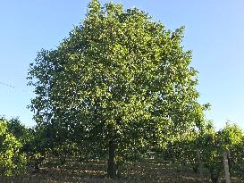 Celtis Tree: A Natural Ally For The Planet