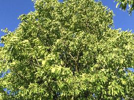 Celtis Tree: A Natural Ally For The Planet