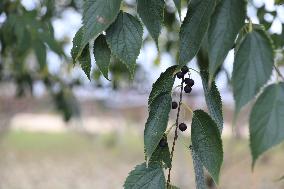 Celtis Tree: A Natural Ally For The Planet