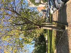 Celtis Tree: A Natural Ally For The Planet