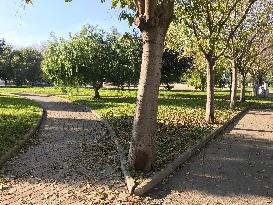 Celtis Tree: A Natural Ally For The Planet