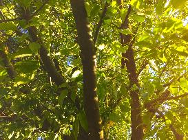 Celtis Tree: A Natural Ally For The Planet