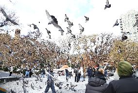 Bird Man Larry  -  Washington Square Park Pigeon Master