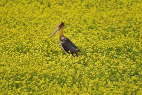 Dailylife In India