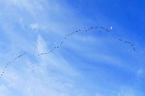 Wild Geese Change Formations in The Sky in Qingdao