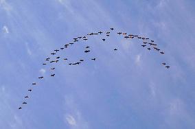 Wild Geese Change Formations in The Sky in Qingdao