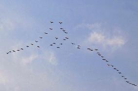 Wild Geese Change Formations in The Sky in Qingdao