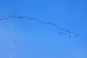 Wild Geese Change Formations in The Sky in Qingdao