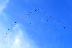 Wild Geese Change Formations in The Sky in Qingdao