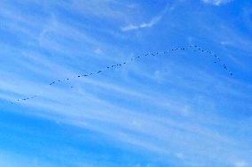 Wild Geese Change Formations in The Sky in Qingdao