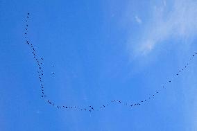 Wild Geese Change Formations in The Sky in Qingdao