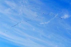 Wild Geese Change Formations in The Sky in Qingdao