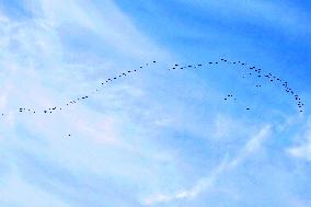 Wild Geese Change Formations in The Sky in Qingdao